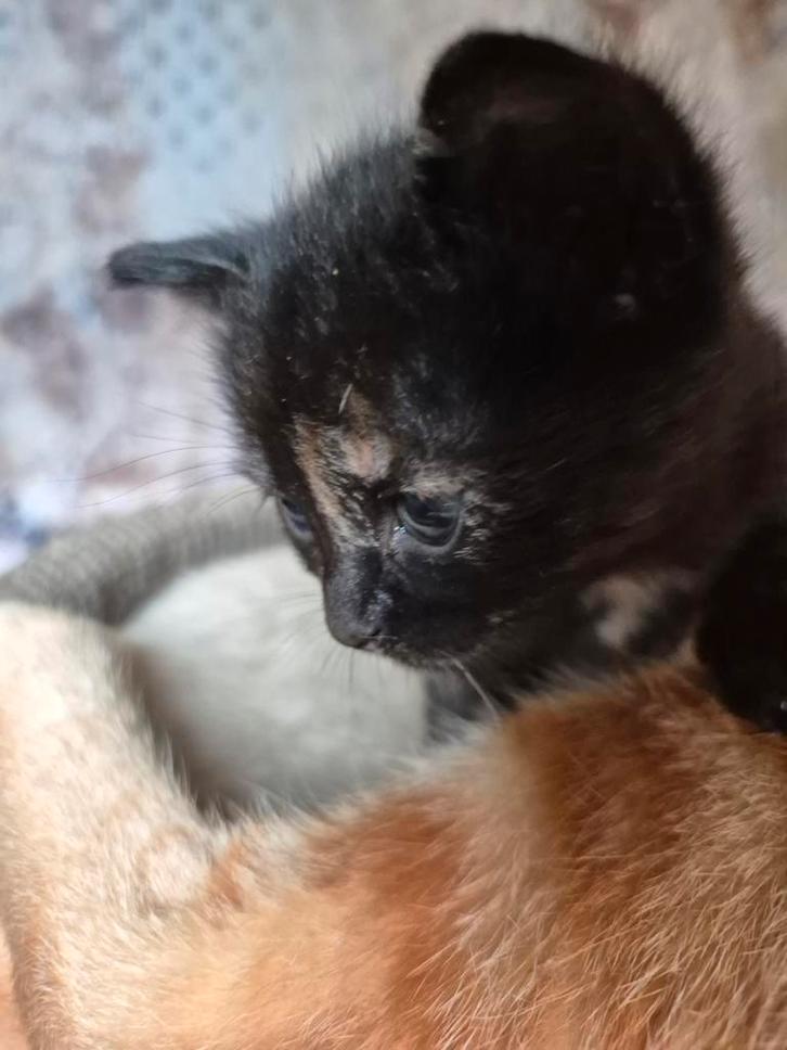 Schilpad lapjes turtle kitten poesje, Dieren en Toebehoren, Katten en Kittens | Overige Katten, Kortharig, Meerdere dieren, 0 tot 2 jaar