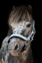 Hele knappe NAS appaloosa ruin, Dieren en Toebehoren, Pony's, Ruin, A pony (tot 1.17m), Tuigpony, Gechipt