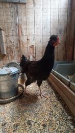 Verschillende Haantjes, Dieren en Toebehoren, Pluimvee, Mannelijk, Kip