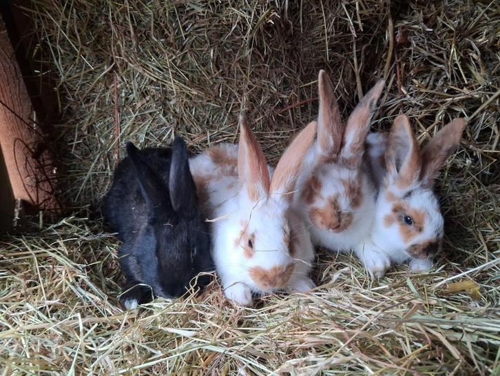 Vlaamse reus groot soort, Dieren en Toebehoren, Konijnen, Groot, Meerdere dieren, 0 tot 2 jaar
