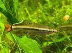 Vietnamese Danio's ( Tanichthys micagemmae ), Dieren en Toebehoren, Vis, Zoetwatervis
