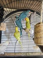 Halsband parkieten | Jonge dieren | Passend advies, Meerdere dieren, Parkiet, Tam