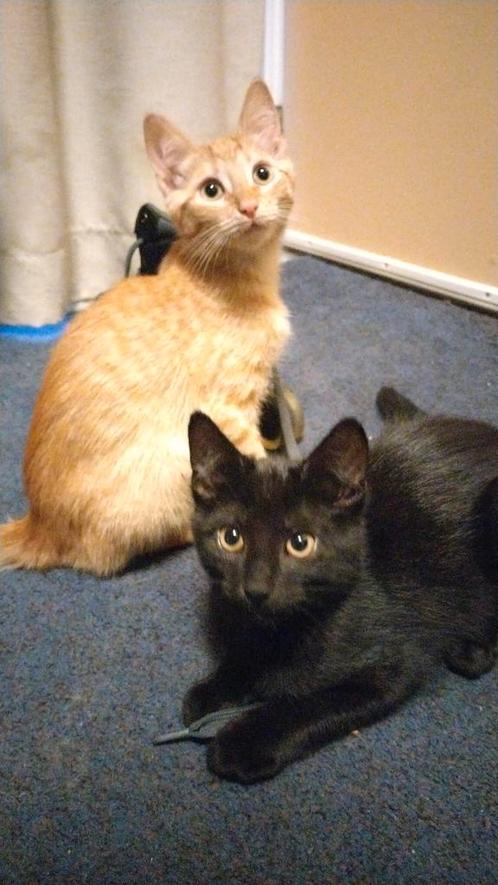 Zwarte kitten (v), Dieren en Toebehoren, Katten en Kittens | Overige Katten, Kortharig, Meerdere dieren, 0 tot 2 jaar