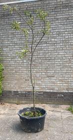 Mooie slanke Appelboom , elstar, reeds uitgegraven, Ophalen, Appelboom, Lente
