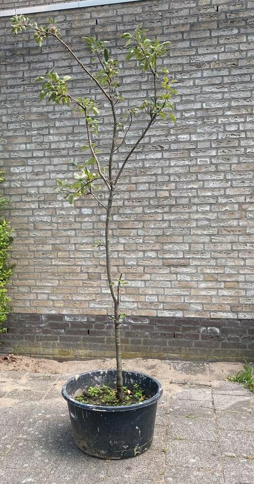 Mooie slanke Appelboom , elstar, reeds uitgegraven, Tuin en Terras, Planten | Fruitbomen, Appelboom, Lente, Ophalen