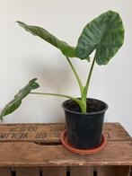 Alocasia Olifantsoor Kamerplant Plant, Huis en Inrichting, Ophalen, Halfschaduw, Minder dan 100 cm