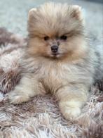 Bearface merlea mini pomeriaan, Dieren en Toebehoren, Keeshond, Rabiës (hondsdolheid), 15 weken tot 1 jaar, Teef