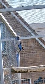 Blauwe penant rosella, Dieren en Toebehoren, Vrouwelijk, Parkiet, Geringd