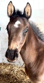 Prachtig hengstveulen uit de Lisa stam, Minder dan 160 cm, Niet van toepassing, Dressuurpaard, 0 tot 2 jaar