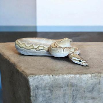 Bamboo cinnamon DH clown albino ballpython man evt terrarium beschikbaar voor biedingen