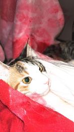 Lieve poes te koop, Dieren en Toebehoren, Katten en Kittens | Overige Katten, Poes