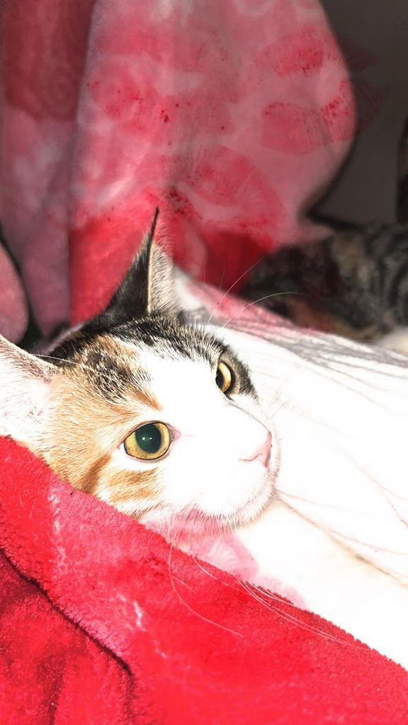 Lieve poes te koop, Dieren en Toebehoren, Katten en Kittens | Overige Katten, Poes