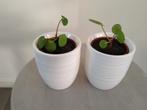 Twee witte bloempotjes met een pannenkoek plant., Groene kamerplant, Ophalen, Overige soorten, Minder dan 100 cm