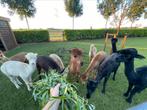 Witte alpaca hengst met stamboom, Dieren en Toebehoren, Overige Dieren, Februari, Mannelijk
