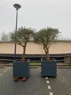 Olijfbomen, Ophalen of Verzenden, Volle zon, Olijfboom, 100 tot 250 cm