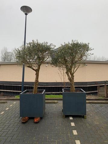 Olijfbomen beschikbaar voor biedingen
