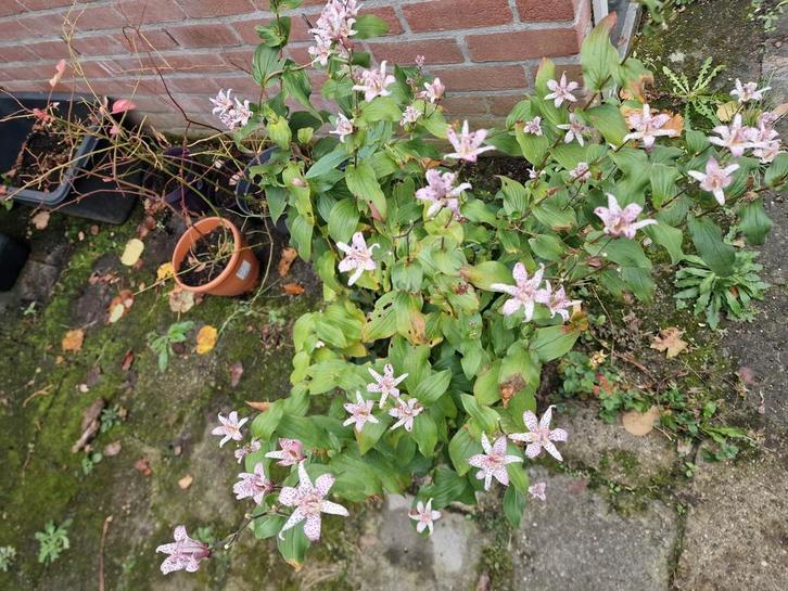 Verschillende tuinplanten, Tuin en Terras, Planten | Tuinplanten, Overige soorten, Ophalen