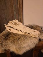 Krokodil schedel, Ophalen of Verzenden, Nieuw, Reptiel of Amfibie, Schedel