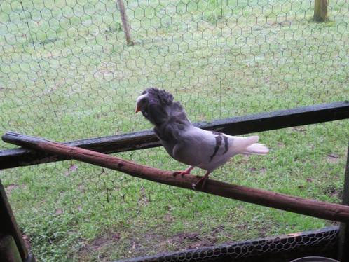 2 mooie oud hollandse  capucijnen sierduiven zilver geband, Dieren en Toebehoren, Vogels | Duiven, Overige soorten, Meerdere dieren