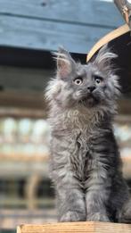Maine Coon kittens met stamboom - ouders getest, Dieren en Toebehoren, Katten en Kittens | Raskatten | Langhaar, Meerdere dieren