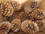 1 x 18 super mooie grote natuurlijke DENNENAPPELS 15 cm (X), Ophalen of Verzenden, Nieuw