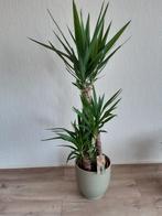 Nieuwe kamerplant Yucca, Huis en Inrichting, Kamerplanten, 100 tot 150 cm, Yucca, Groene kamerplant, Halfschaduw