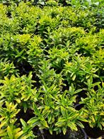 euonymus Kardinaalsmuts, Ophalen, Overige soorten, Struik, Minder dan 100 cm