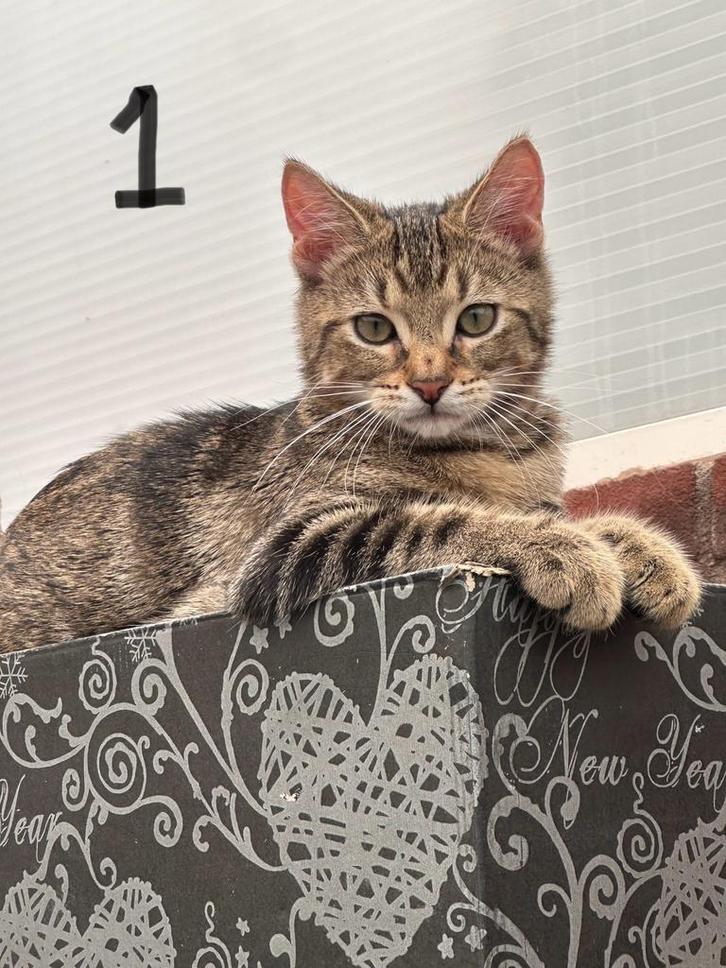 Deze lieve kittens willen een lief baasje!, Dieren en Toebehoren, Katten en Kittens | Raskatten | Korthaar, Kater, 0 tot 2 jaar