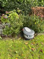 Japanse Hulst (Ilex crenata) - Zelf uitgraven, Tuin en Terras, Planten | Tuinplanten, Ophalen