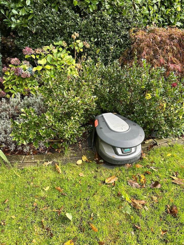 Japanse Hulst (Ilex crenata) - Zelf uitgraven, Tuin en Terras, Planten | Tuinplanten, Ophalen