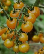 Zaden pingpong tomaat dorada biologisch, Ophalen of Verzenden, Volle zon