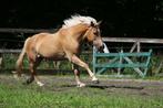 Bijrijder haflinger gezocht, Dieren en Toebehoren, Ophalen, Nieuw