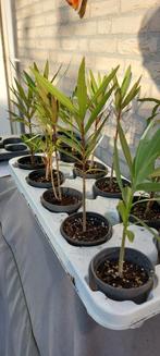 Oleander Nero zaailingen - Roze bloemen, Ophalen of Verzenden, Vaste plant, Overige soorten, Volle zon