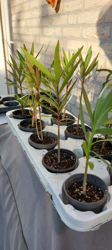 Oleander Nero zaailingen - Roze bloemen, Tuin en Terras, Planten | Tuinplanten, Vaste plant, Overige soorten, Volle zon, Ophalen of Verzenden