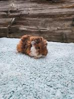 Leuke Jonge Cavia's, Dieren en Toebehoren, Knaagdieren, November, Meerdere dieren, Cavia