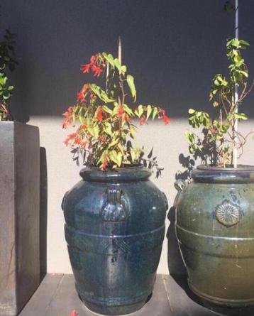 Grote 71cm geglazuurde groen blauw Toscaanse bloempotten beschikbaar voor biedingen
