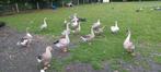 Ganzen te koop, Dieren en Toebehoren, Meerdere dieren, Gans of Zwaan