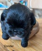 Pekingees pups, 8 tot 15 weken, CDV (hondenziekte), Meerdere, Meerdere dieren