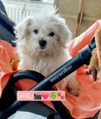 Mooie Sociale Maltezer pups, België, Maltezer, Particulier, 15 weken tot 1 jaar