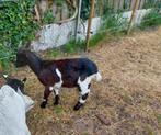 T.K. Mooie jonge bok, Dieren en Toebehoren, Schapen, Geiten en Varkens, Mannelijk, Geit, 0 tot 2 jaar