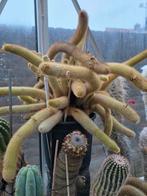 Cactus groot, Ophalen, Cactus, Volle zon, Minder dan 100 cm