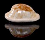 Schelpen: Cypraea coronata debruini 34,1mm - Zuid Afrika, Verzamelen, Ophalen of Verzenden, Schelp(en)