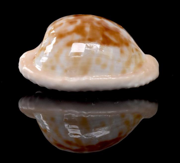Schelpen: Cypraea coronata debruini 34,1mm - Zuid Afrika, Verzamelen, Mineralen en Fossielen, Schelp(en), Ophalen of Verzenden