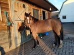 Lieve talentvolle grote B-pony, Dieren en Toebehoren, Pony's, Merrie, B, Springpony, 7 tot 10 jaar