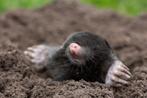 Last van mollen in uw weiland of tuin? Ik vang ze voor u!, Mollen of Woelratten
