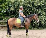 Gave NRPS ruin, Dieren en Toebehoren, Paarden, B, Ruin, 3 tot 6 jaar, 160 tot 165 cm