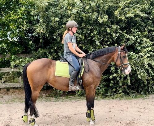 Gave NRPS ruin, Dieren en Toebehoren, Paarden, Ruin, B, 160 tot 165 cm, 3 tot 6 jaar, Met stamboom, Gechipt, Ontwormd