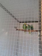 Koppel Venezuela Amazone man 2008 pop 2010, Dieren en Toebehoren, Vogels | Parkieten en Papegaaien, Meerdere dieren, Papegaai