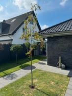 Japanse sierkers, Tuin en Terras, Ophalen, Zomer, Volle zon, 250 tot 400 cm