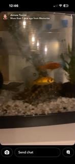 2x Vissen + Toebehoren, Dieren en Toebehoren, Vissen | Aquaria en Toebehoren, Ophalen